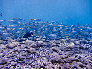 School of Mackerel Fish, Tulamben, Bali