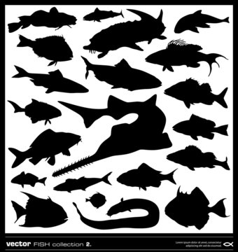 Set of fish silhouette. Vector.