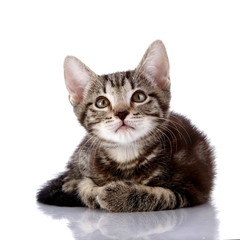 Obraz premium Striped Small kitten lies on a white background.
