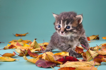 small 20 days old  kitten in autumn leaves