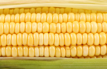 Background of corncob. Close up.
