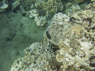 Fish in a coral reef