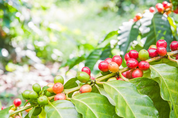 coffee beans