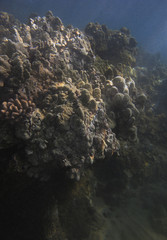 Coral rock