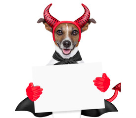 devil dog - obrazy, fototapety, plakaty