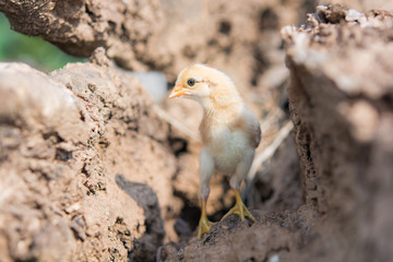 Single chick in timber