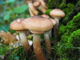 Autumn mushrooms