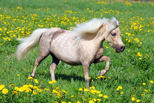 Fototapeta Funny Falabella pony in spring meadow