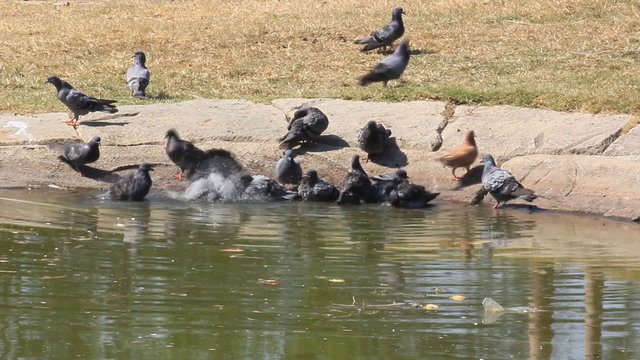 Pigeons appalled