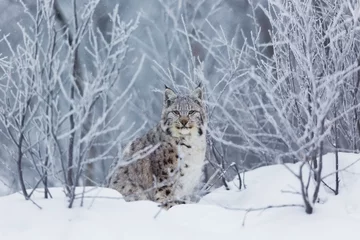 Gordijnen Lynx in the snow © kjekol