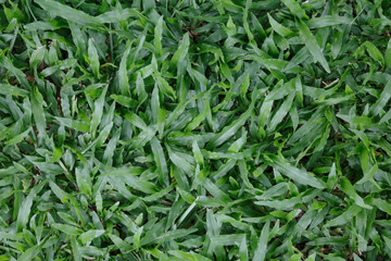 Fototapeta premium Green leaves wall background and texture