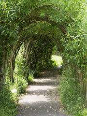 Walk through the willow avenue in Wycoller Lancashire