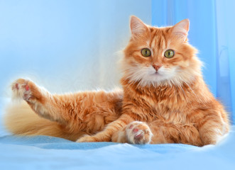 Fototapeta na wymiar The portrait of red cat