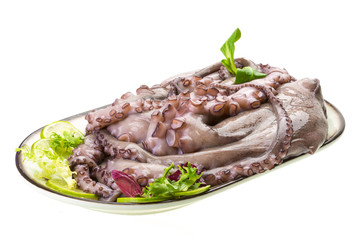 Raw large octopus