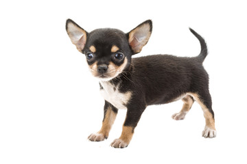 Chihuahua puppy