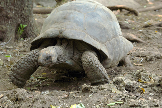 Aldabra giant tortoise walking