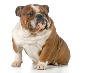 Obraz premium english bulldog sitting