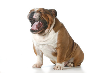 dog yawning