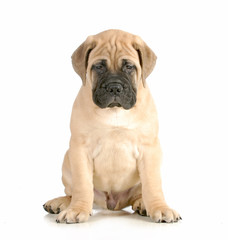 bullmastiff puppy