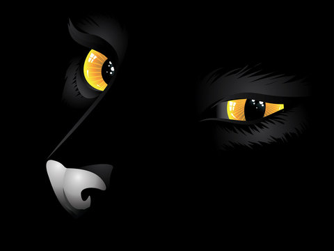 Black cat in the dark