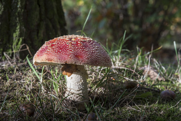 Amanita muscaria or fly agaric
