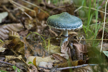 Psilocybe aeruginosa