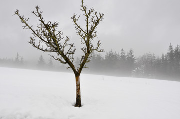 Lonely tree in snow scape, Basque country (Spain)