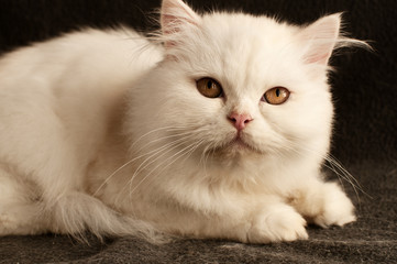 Fototapeta na wymiar White Persian kitten