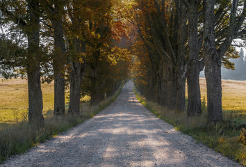 Obraz premium Old road among oak trees, Latvia, Europe