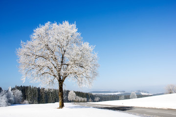 Fototapeta na wymiar Mrożone drzewa na zimowy krajobraz i błękitne niebo