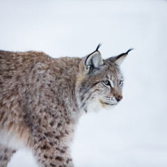 Fototapeta premium Lynx walking in the snow
