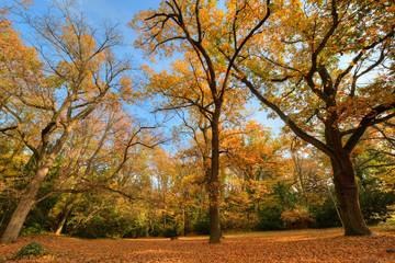 Fototapeta premium Autumn woods
