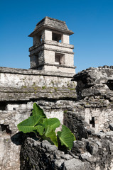 The tower of the palace,ancient Mayan city of Palenque (Mexico)