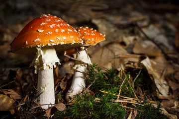 Mature red amanita muscaria