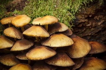 Mushrooms in forest