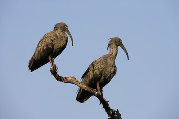 Plumbeous ibis, Theristicus caerulescens