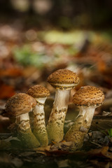 Mushrooms in autumn forest