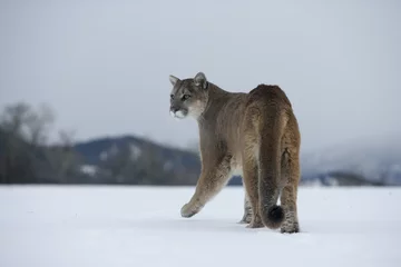 Foto op Aluminium Puma or Mountain lion, Puma concolor © Erni
