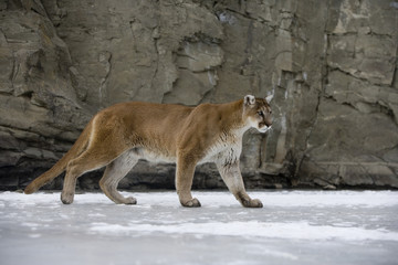 Puma or Mountain lion, Puma concolor