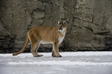 Puma or Mountain lion, Puma concolor