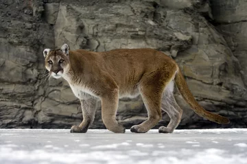 Fotobehang Puma of Mountain leeuw, Puma concolor © Erni