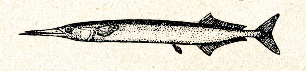 Garfish (Belone belone)
