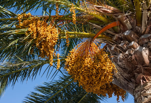 The Fruits Of Canary Island Date Palm