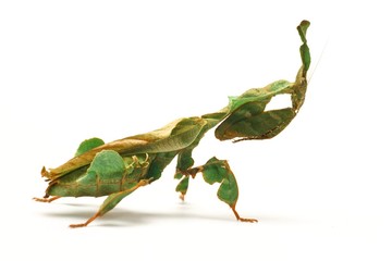 Mantis (Phyllocrania paradoxa)