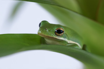 Tree frog (Litoria infrafrenata)