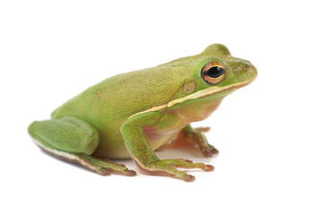 Obraz premium Tree frog (Litoria infrafrenata)
