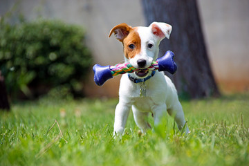 Jack Russel (3 mois) © Phil_Good