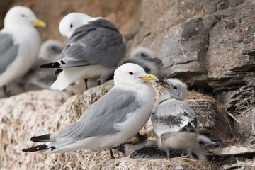 Dreizehenmöwe, Black-legged Kittiwake, Rissa tridactyla