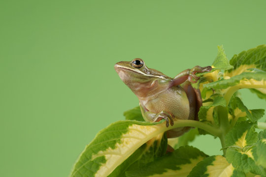 Tree frog (Litoria infrafrenata)