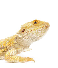 Obraz premium Bearded Dragon
